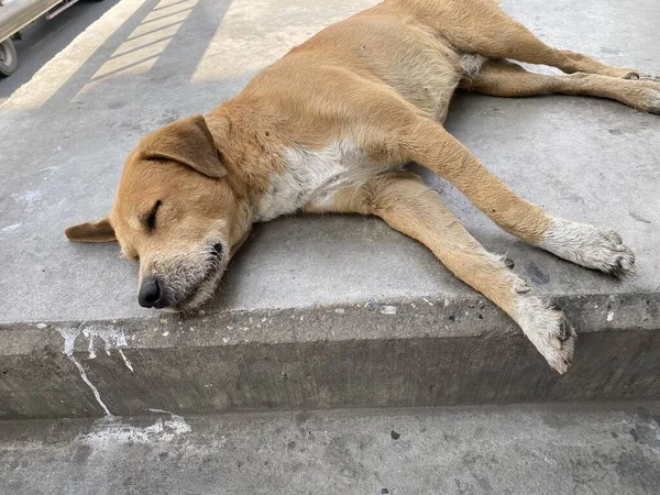 Dog Sleeping Cement Floor — Stock Photo, Image