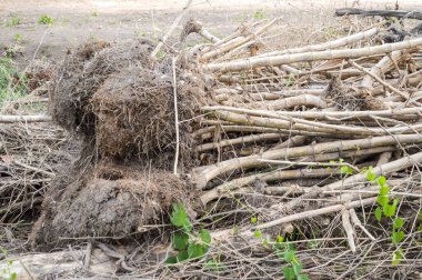 Doğa ormanındaki kök ağacını kapatın.