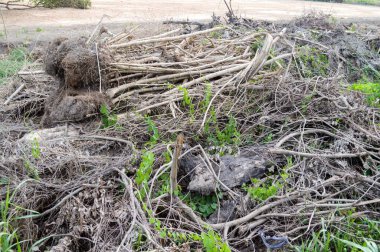 Doğa ormanındaki kök ağacını kapatın.