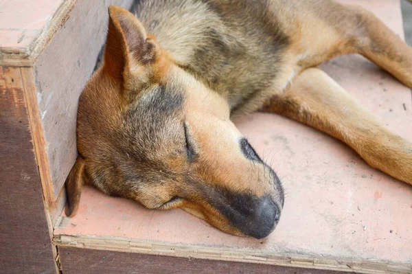 Close Thaise Hond Slapen Houten Vloer — Stockfoto