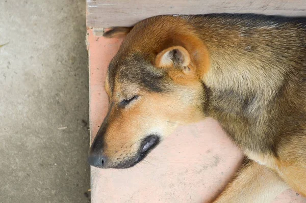 Close Thai Dog Sleeping Wood Floor — Stock Photo, Image