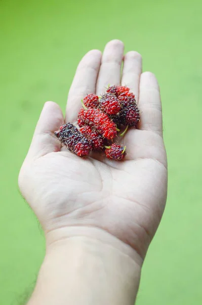fresh mulberry fruit on man hand