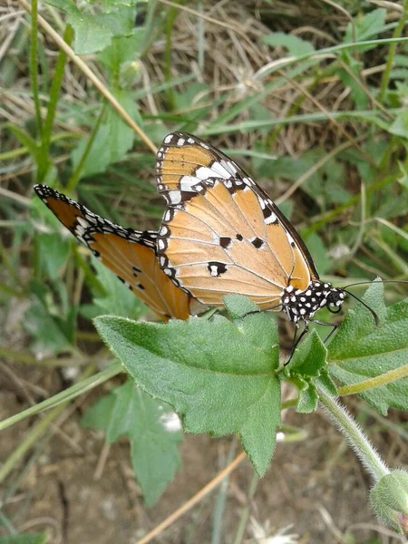 Close Butterfly Mating Garden — Stock Photo, Image