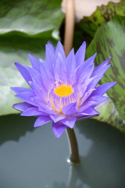 Blauwe Lotus Bloem Natuur Tuin — Stockfoto