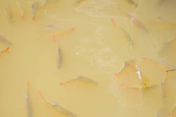 Cerca Peces Pequeños Agua —  Fotos de Stock