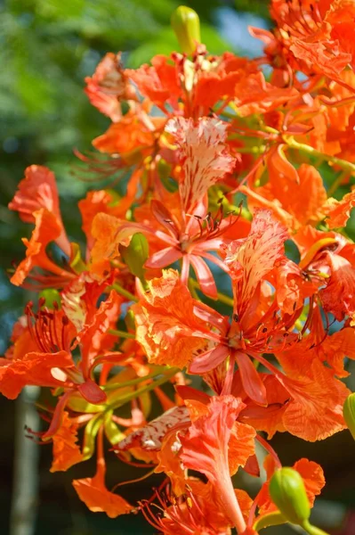 Close Flam Boyant Flower Nature Garden — Stock Photo, Image