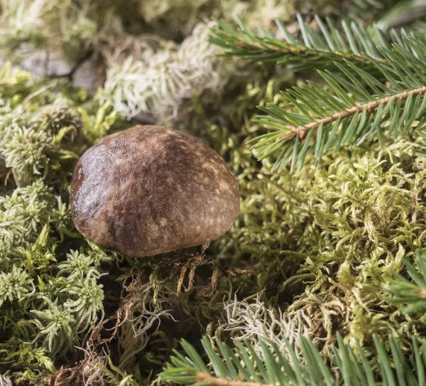 아래 전나무 분기 버섯 성장. 자연 배경 — 스톡 사진
