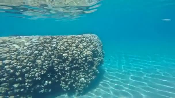O recife é coberto por vias navegáveis . — Vídeo de Stock