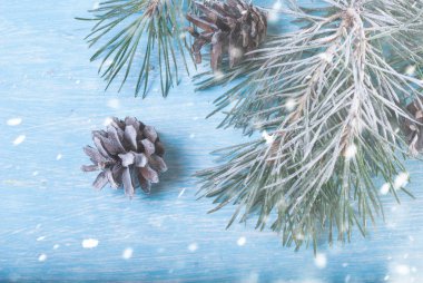Çam dalları kar ve koniler ile kaplı. Yeni yıl kavramı
