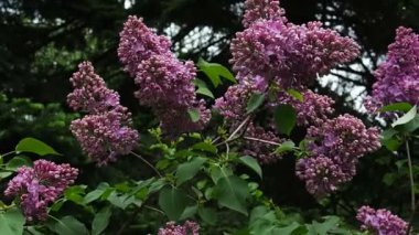 Çiçekli leylak çalısı