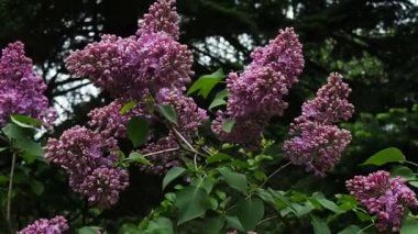 Çiçekli leylak çalısı