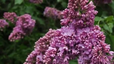 Çiçekli leylak çalısı