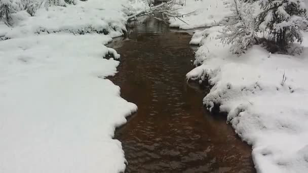 Vinter Creek i skogen — Stockvideo