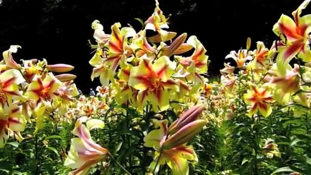 Цветущий цветок Лили — стоковое видео