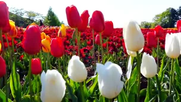 Красочное поле с цветущими тюльпанами — стоковое видео