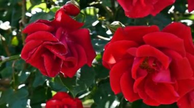 Bloomed kırmızı gül.