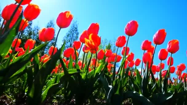 Florecientes tulipanes rosados en el campo — Vídeo de stock