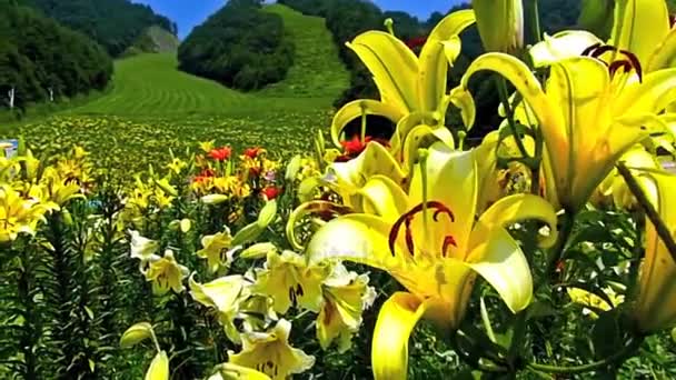 Flower Yellow Lilies — Stock Video
