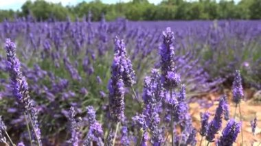 Rüzgarda sallanan lavanta çiçekleri