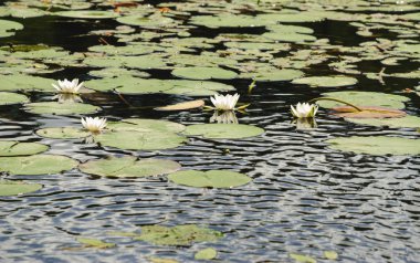 Beyaz nilüferler göl yüzeyi