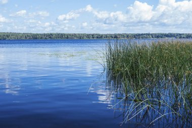 Bir yaz gününde bastonla Orman Gölü