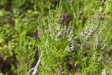 Orman heath güneşli bir çayır