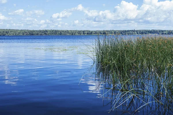 Bir yaz gününde bastonla Orman Gölü