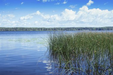 yaz günü gölet ve su bitkileri.