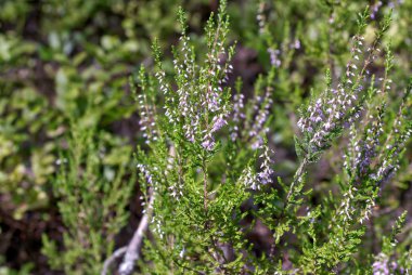 Heather ile kaplı orman güneşli çayır
