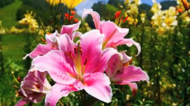 Close-Up van bloem roze lelies — Stockvideo