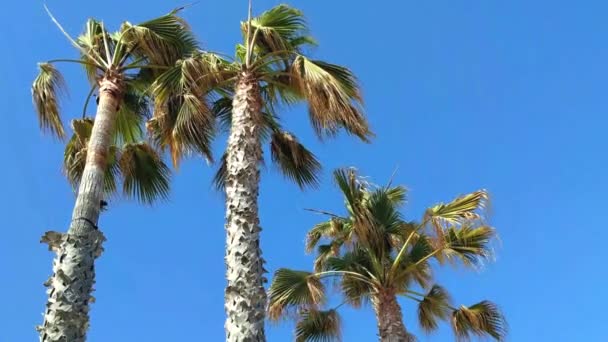 Mavi gökyüzünde palmiye ağacı — Stok video
