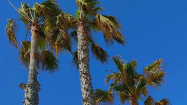 Mavi gökyüzünde palmiye ağacı — Stok video