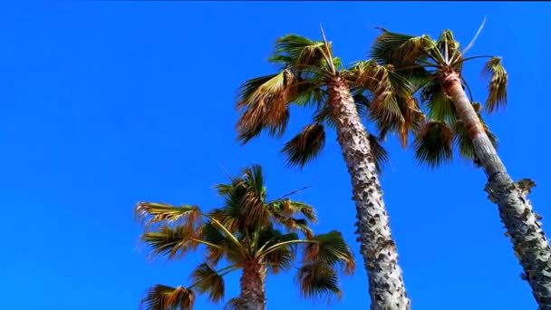 Palmbomen op blauwe lucht achtergrond — Stockvideo