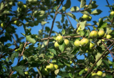 Mavi bir arka planda olgun elmalar.