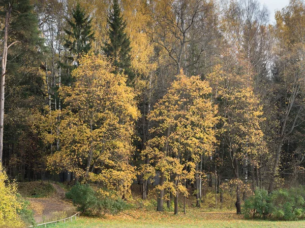 Autumn landscape in the park. Late fall — Stock Photo, Image