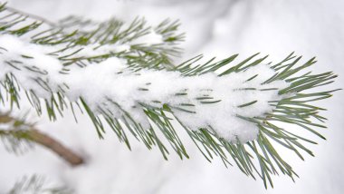 karla kaplı ağaç dalı