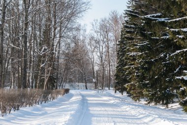 Ağaçlar ve avenue parkta bir kar yağışı sırasında