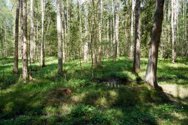 Ormandaki açıklık Parlak güneş tarafından aydınlatıldı