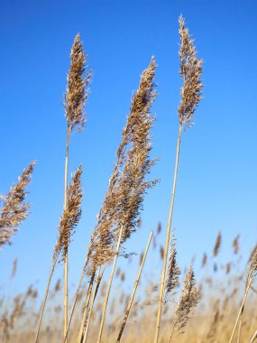 Mavi gökyüzüne karşı kamış dalları