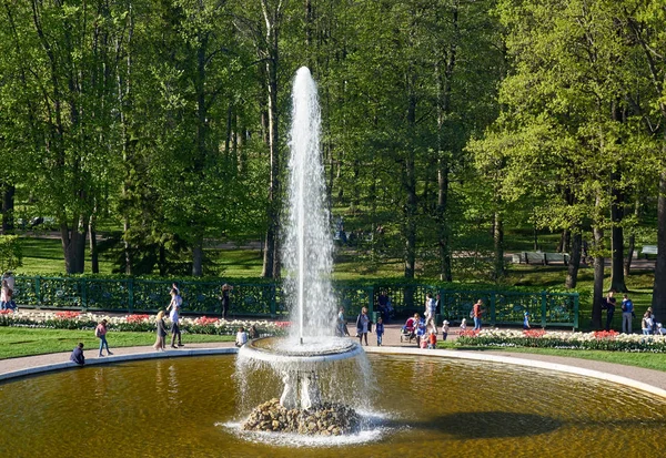 PETERHOF, Ryssland - Maj 2019: Fontän i Peterhof. Nedre park — Stockfoto