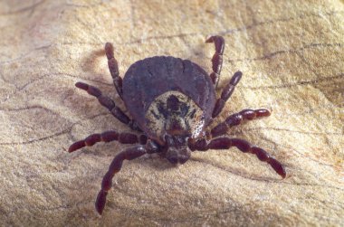 Kuru yaprak üzerinde kene