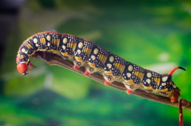 Hyles euphorbiae, tırtıl