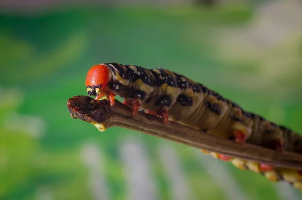 Hyles euphorbiae, caterpillar — Stock Fotó