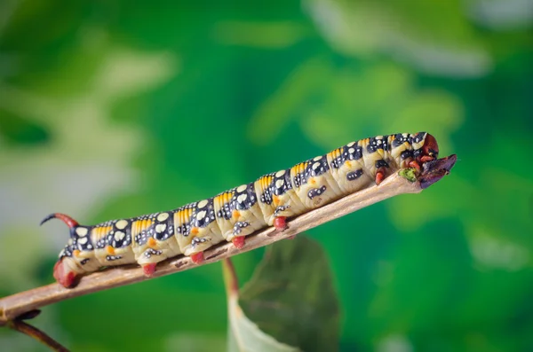 Hyles euphorbiae, caterpillar — Stock Photo, Image