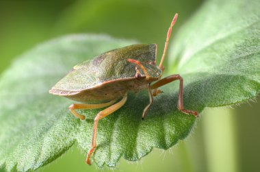 Yeşil Kalkan Böceği, Palomena prasina