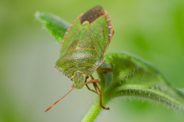 Yeşil Kalkan Böceği, Palomena prasina