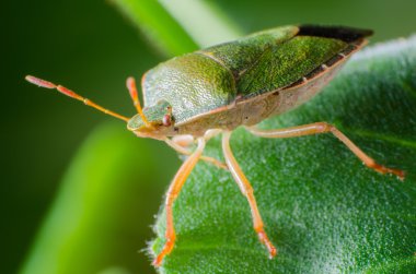 Yeşil Kalkan Böceği, Palomena prasina