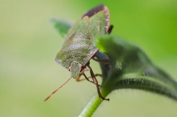 Grüner Schildkäfer, Palomena prasina — Stockfoto