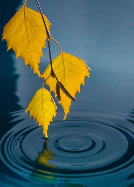 Τα φύλλα της σημύδας, πάνω από το νερό με κυματισμούς από τις σταγόνες της βροχής — Φωτογραφία Αρχείου