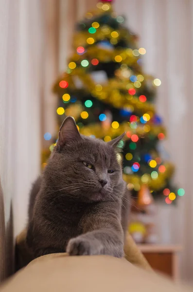Kočka je před vánoční stromeček zdobený věnec — Stock fotografie
